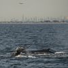 Humpbacks Caught Singing In NY Waters Raise New Mysteries About Their Lifestyles